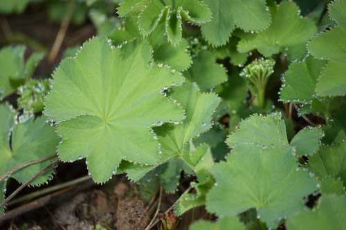 Biomimicry