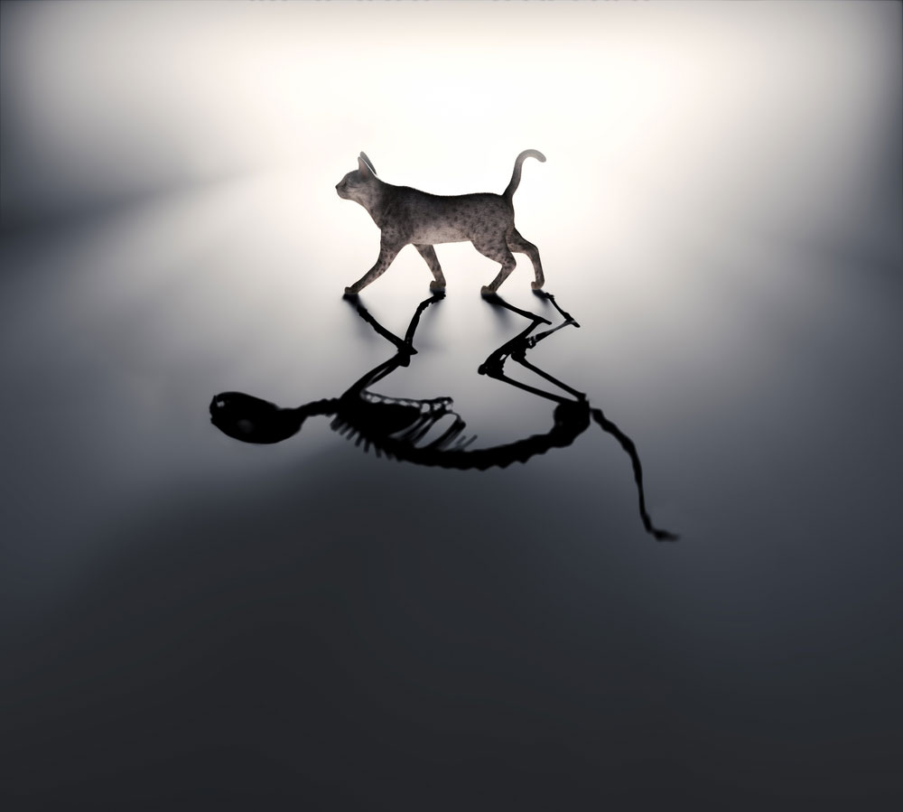 Many-world Interpretation: Quantum Suicide and Quantum Immortality