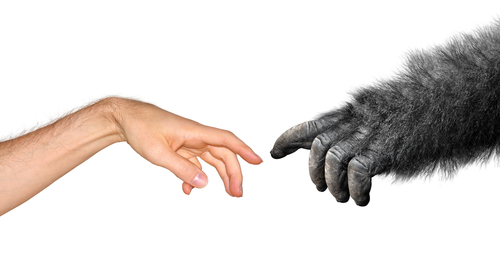 Application of Graph Theory in Phylogenetics: The Primate Approach